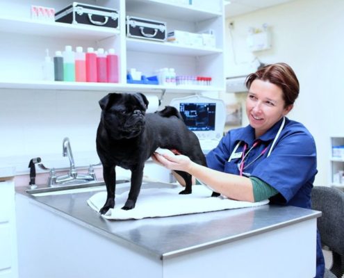 Clinica veterinaria